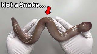 Strangest Animal!! | Slime Eel Dissection