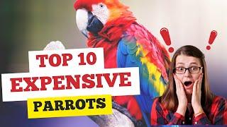 10 Most Expensive Parrots | Expensive Birds #youtube #parrot #viral #pets #petopia-og