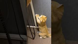 신기한 건 다 뜯어줘야 제 맛!! #고양이 #냥춘기 #cat #고양이일상 #방음부스 #집사