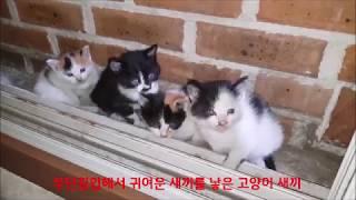 (목공.도시전원) 조류.고양이 퇴치법