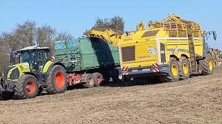 Rüben roden/abfahren Ropa Tiger S,MAN Agro Truck-Schmitz Auflieger,Axion 870-Lkw Auflieger-Duo Dolly