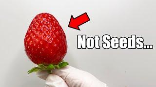 White Dots on Strawberries are Not Seeds - Strawberry Dissection