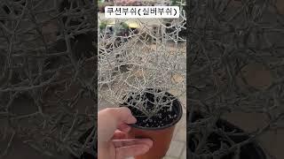 #은혜화훼판매장 #쿠션부쉬#실버부쉬