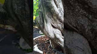 Discover the Art of Ficus Microcarpa Bonsai Creation