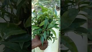 Agarwood plants Nursery farming in Assam Agarwood plants Nursery Order now plant available #shorts