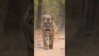 Tiger real entry