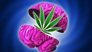 Why Marijuana Helps Your Brain But Harms Your Mind