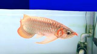 The Beautiful Super Red Arowana Indonesia size 45 cm