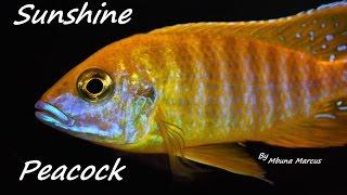 AMAZING FISH AFRICAN CICHLID PEACOCK