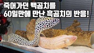 60일만에 살아난 백곰치를 다시 만난 흑곰치의 반응을 보니 가슴이 먹먹해지네요..