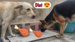 German Shepherd Nonveg Diet 