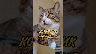 КОТЯМБИК ОЦЕНИВАЕТ ЕДУ  #котики #shorts