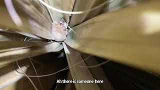 Southern yellow bat in sabal palm frond