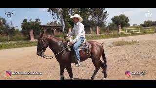 Capítulo 8 - Jinetes y Caballos de Ganadería San Cayetano- Kíkiras, Chuy Ponce y Tacuachín