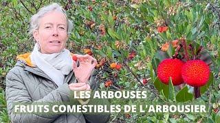 Les arbouses - fruits comestibles de l'arbousier