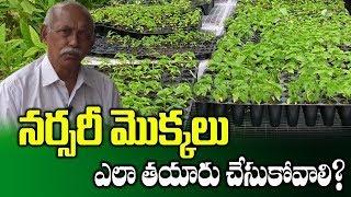 Making Of Plant Nursery || Stevia Plant Nursery || Ramana Rao || SumanTV Rythu