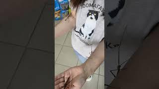 #stickinsect #new #pets #subscribe #youtube #youtubeshorts #petshop