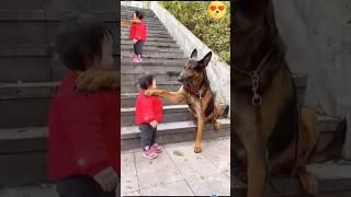 #dog #germanshepherd #doglover #cute #funnydogs #funnydogvideos #funnyvideos #funnypetvideos #pets