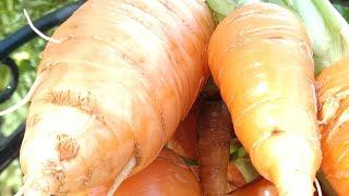 Harvesting Homegrown #carrots For Oxtail STEW