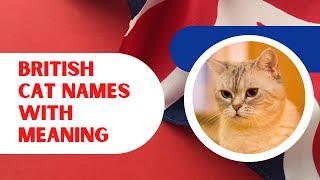 Top 30 British Male and Female Cat Names With Meaning 2021 ! Unique Pet Names