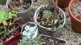 Grumpy Gardener Slug Deterrent Pellets