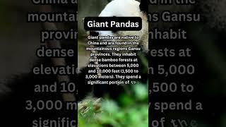 FACTS to KNOW about GIANT PANDAS: Nature Unleashed!!! #shorts #facts