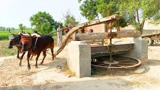 Bull Powered Flour Mill Old Technology ||  traditional Life in Punjab Pakistan