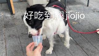 小狗吃爪布奇诺看日落