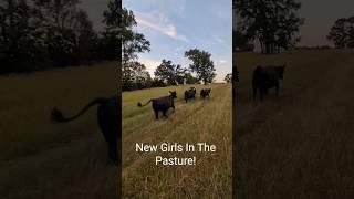 New Girls In The Pasture! #cows #cowboy #pasture