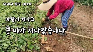 [미국 테네시]  알곡텃밭 모습입니다. Hurricane 이 여러분 모두 비켜 가기 바랍니다 #텃밭이야기.