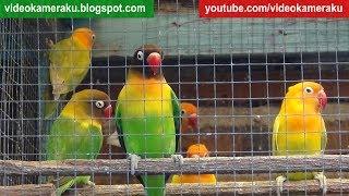 1 Hour Lovebird Sounds Aviary Series V6 - High Quality Audio Live Recording