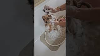 Лилюша  #pomeranian #померанскийшпиц #шпиц #собака #лили ##пушистоесчастье #lovedogs
