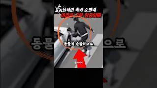 소름돋는 촉과 순발력을 발휘한 영웅아빠