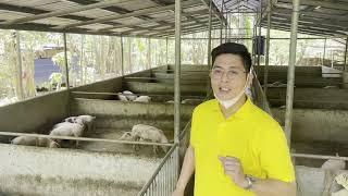 Farm to Market: Take a peek into our daily life here at our Hog Farm with Kono Salinas