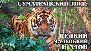 СУМАТРАНСКИЙ ТИГР: Редкий и маленький тигр | Интересные факты про тигров