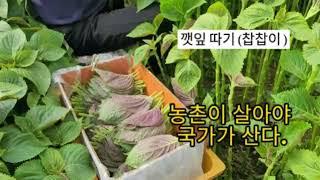 깻잎 따기(찹찹이)