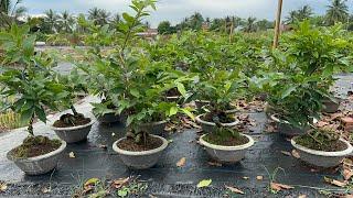 Mai vàng chơi Tết  thủ đức 3 mùa ,giá rẻ ,giá rẻ 0984669091 thuận (Zalo)