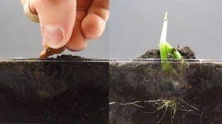Growing Kidney Bean Time Lapse