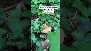 Foraging for Chantarelle mushrooms in the French countryside