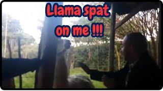 Funniest Video Ever... Llama Drama (Spitting maniac ... Right in the face)