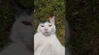 Cat Adorably Lays On His Back & Shows His Belly