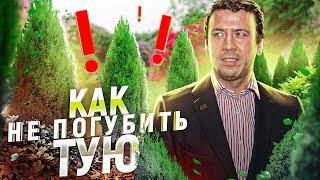 ТУЯ посадка и уход  Избегайте глупых ошибок!