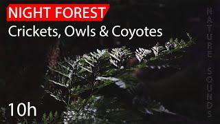 The Ultimate Sleep Experience: Nighttime Nature Sounds: Crickets, Owls & Coyotes