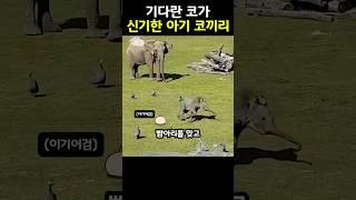 자기 코도 신기해하는 귀여운 아기 코끼리 #shorts #동물