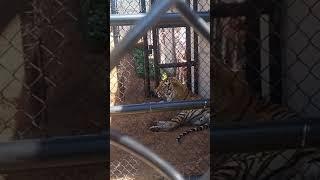 Seeing the LSU Tiger in real life! #trending #football #Bengaltiger  #zoo  #tiger #siberiantiger