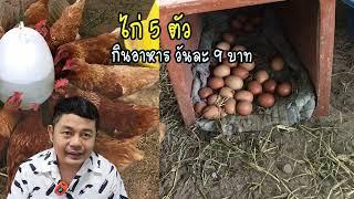 เลี้ยงไก่ไข่ 5 ตัว ต้องเตรียมอะไรบ้าง #ขายไก่พันธุ์ไข่สาว - โต๋ เกษตร ชาแนล