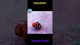 狗狗只搞笑動物系列第540集 你相信愛情嗎？#搞笑 #黃狗 #monkey  #主人 #animals #老友狗狗 #老友狗狗 #大熱門 #電影 #大熱門 #電影 #funny #貓咪#公鸡#鸡