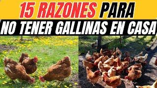 TOP 15 RASONES PARA NO TENER GALLINAS EN CASA