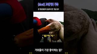 #거위들이 가장 좋아하는 말 #밥먹자 #goose #shorts