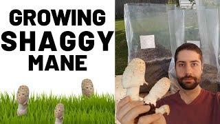 Growing Shaggy Mane Mushroom (Coprinus comatus)